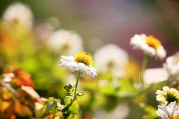 杭菊花开