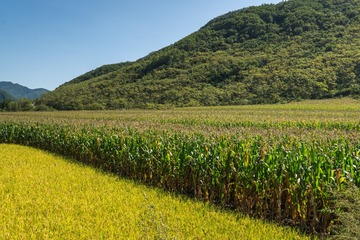 DSC03524-11