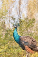DSC_4129-46