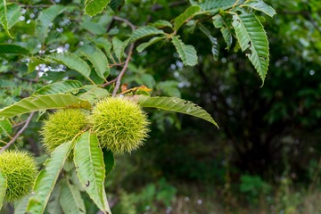 DSC04223-1