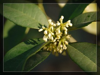 flower004