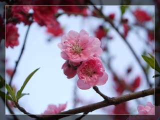 flower005