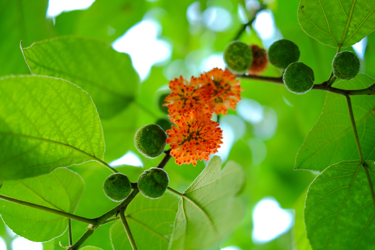 构树花果