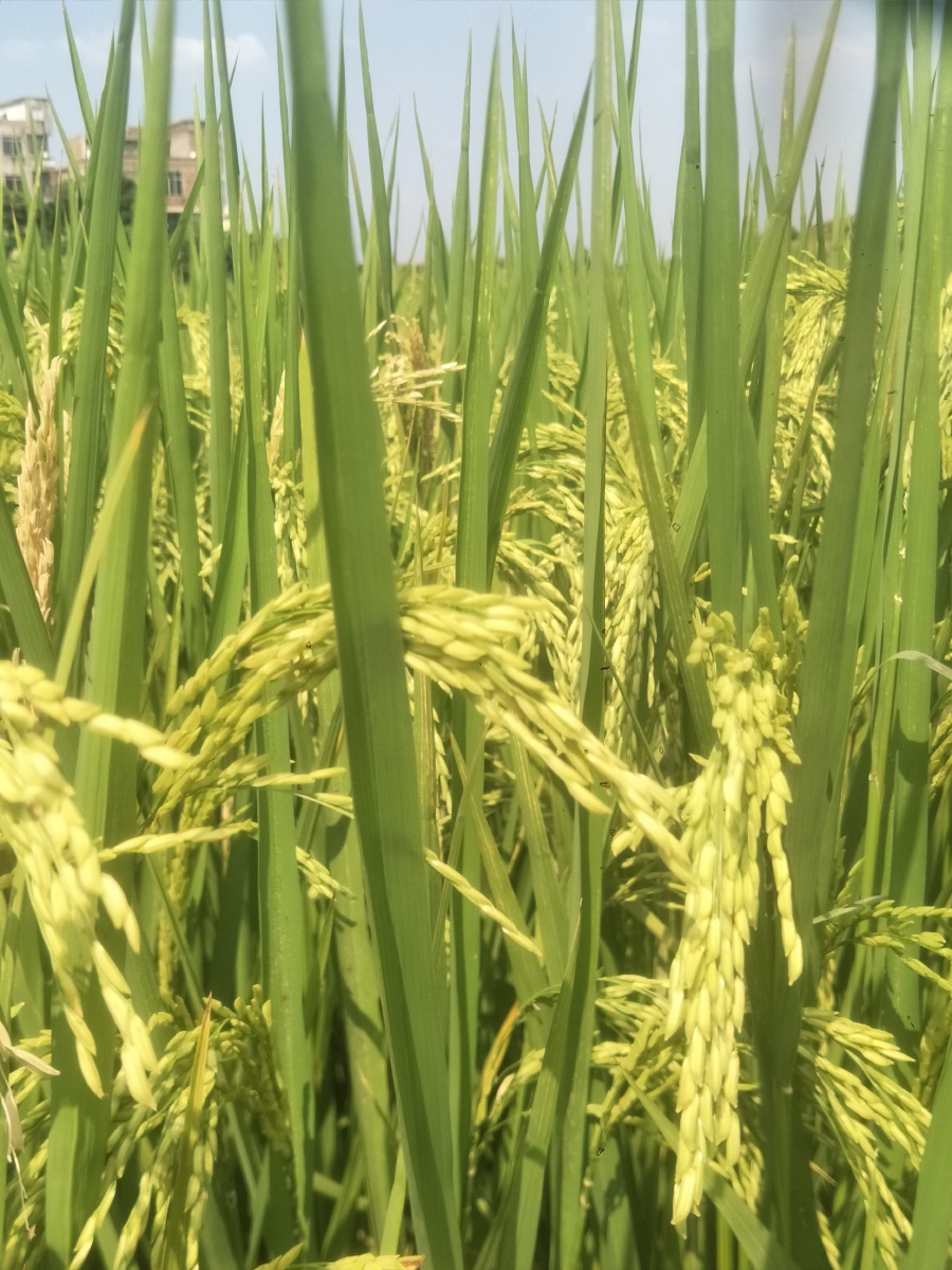 锄禾日当午,汗滴禾下土