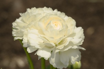 DSC_1569.jpg