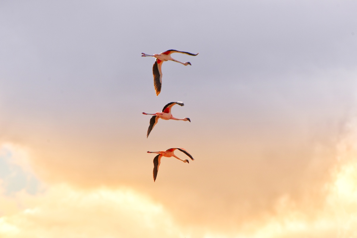 你在天上飞,我在地上追