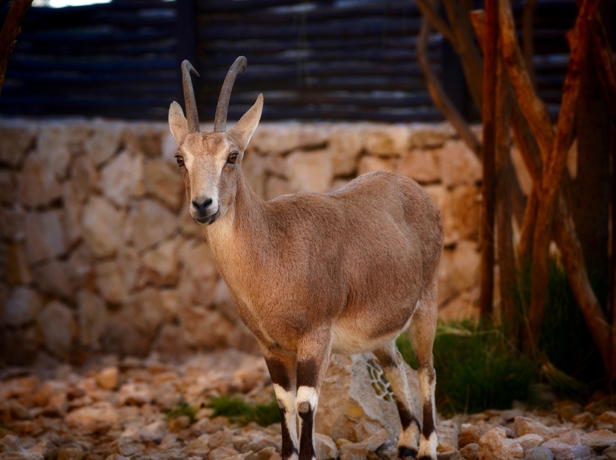 清晨造访的野山羊拍于拉蒙大峡谷