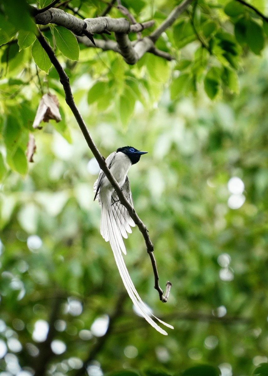 六月前后,正值绶带鸟的繁育期,雌雄亲鸟共同孵化育雏,白色的雄鸟尤其