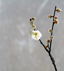 1303234
