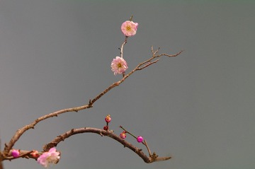 1303233