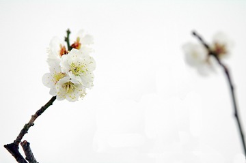 1303236