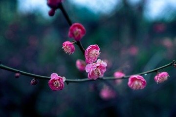 _DSC0887