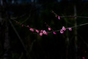 _DSC0898