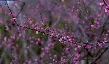 _DSC0932