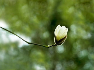 _DSC4432