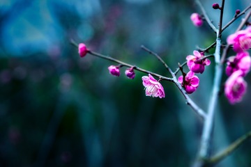 _DSC0894
