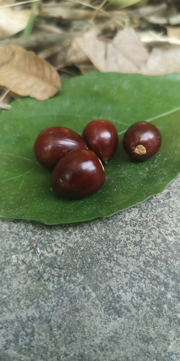 白云山野栎子(不能吃)