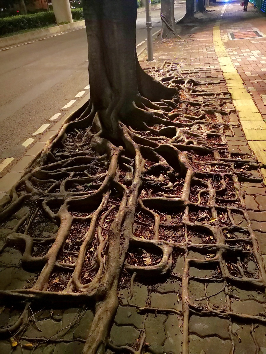有点年岁的榕树根扎满了地砖的缝隙