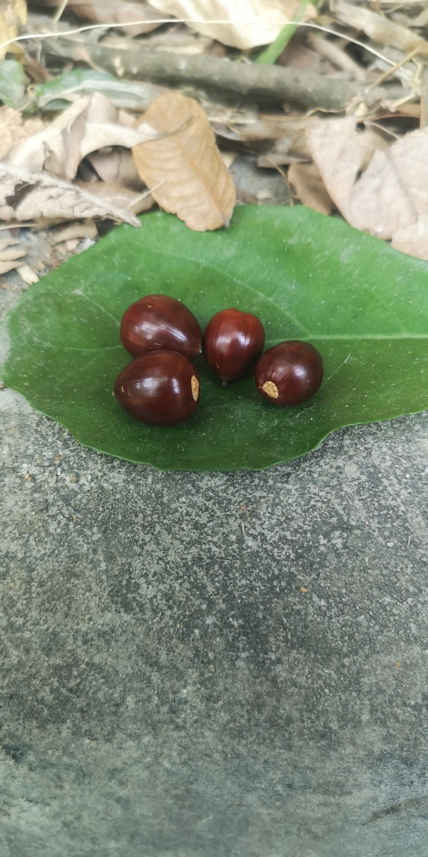 白云山野栎子不能吃