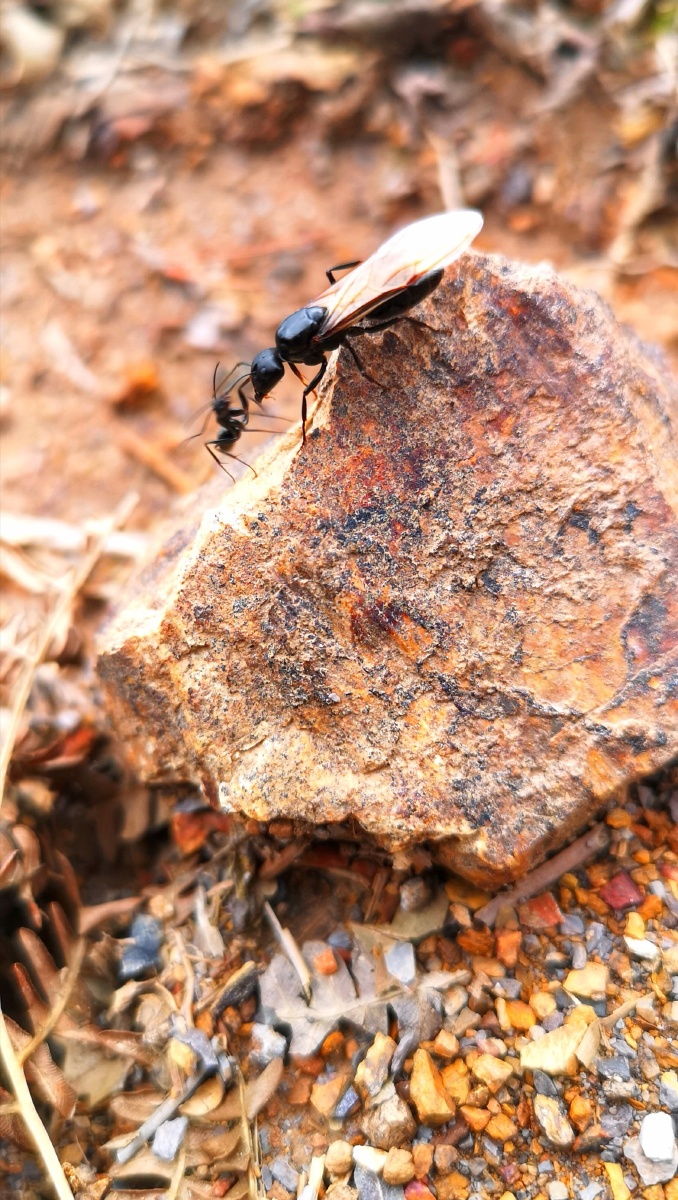 唠嗑的临武黑蚂蚁