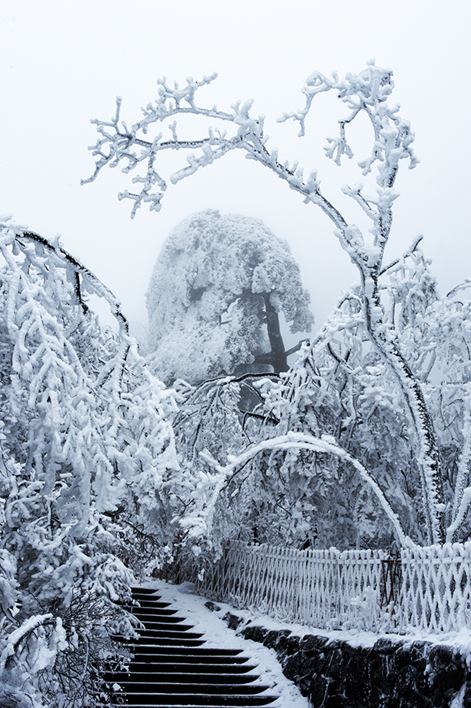 大雪压青松