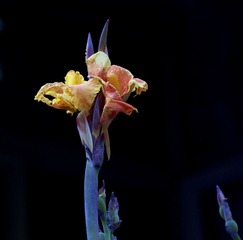 _DSC8442