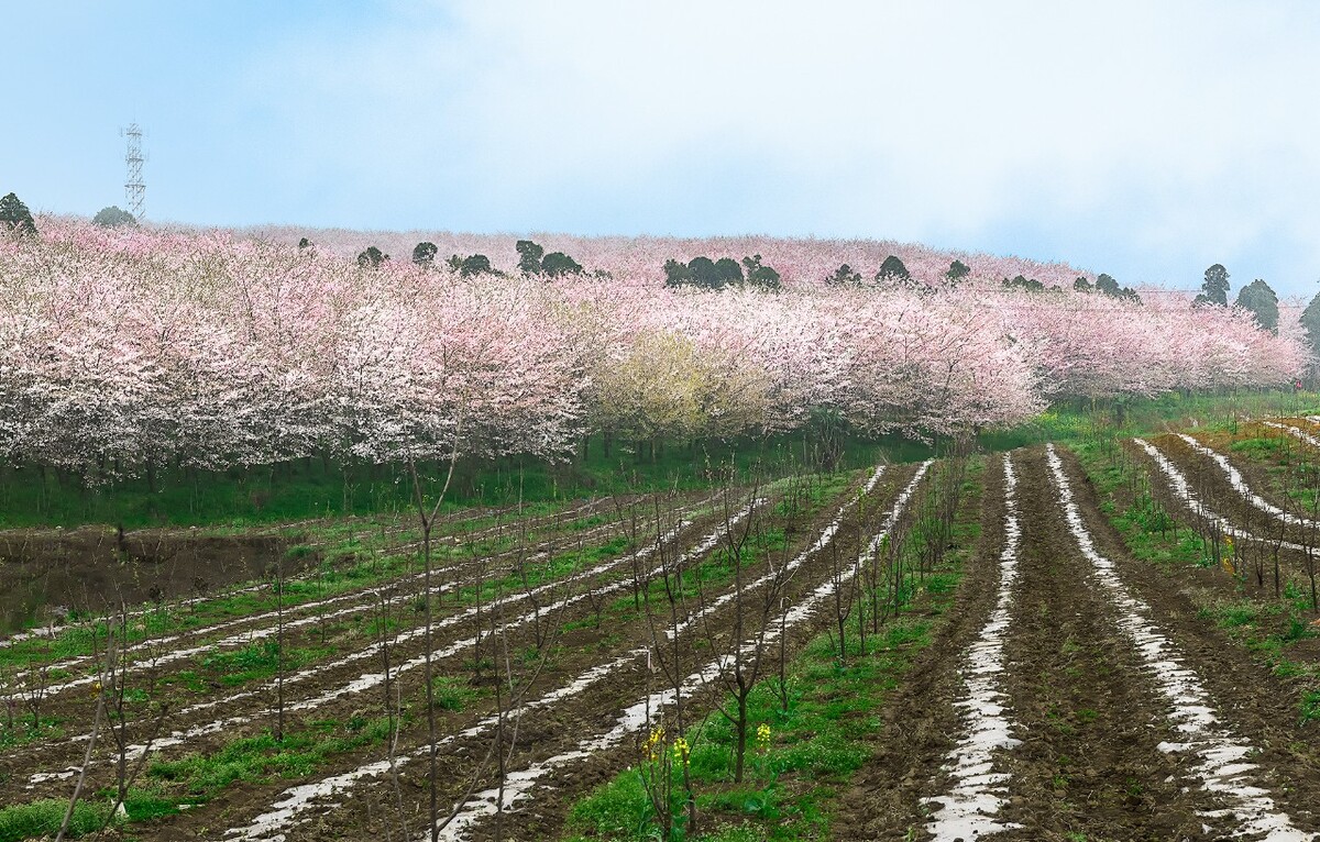 平坝樱花