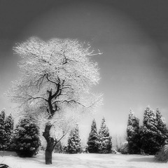 春雪-5_副本.jpg