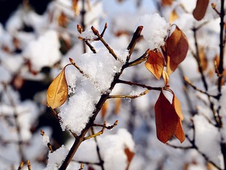 春雪-1.jpg