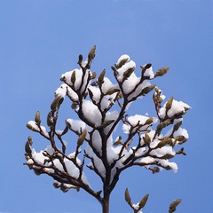 春雪-3200215.jpg