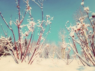 春雪-3200119.jpg