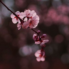 桃花-2.jpg