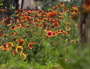 _6160054山花烂漫-1_副本.jpg