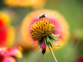 _6160023花头蜜蜂_副本.jpg