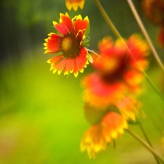 _6160040红黄菊花-2_副本.jpg