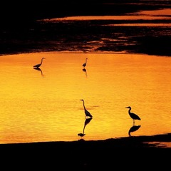 _8180303白鹭-05.jpg