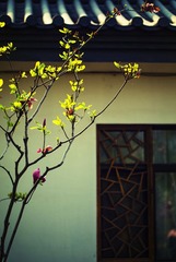 春回大地-08-8155_