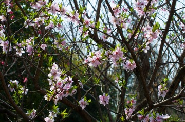 DSC_0043.jpg