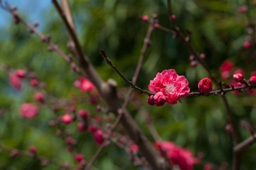 DSC_0068.jpg
