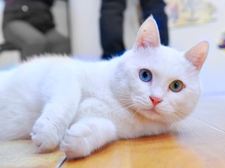 120591