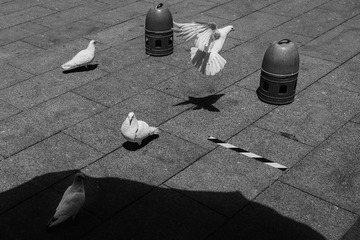 DSC08010-11