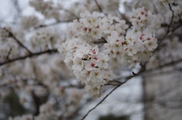 IMGP0107.JPG