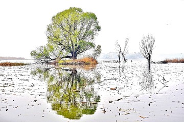 085_ (3)湖光春树