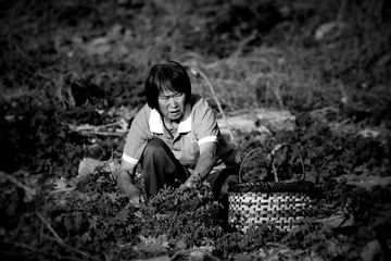 DSC_3758_20160602_2060 (2)_HZP打草