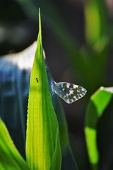 DSC_5747_20160615_3168__ (2)