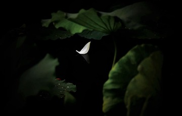 DSC_5419__素笺一瓣