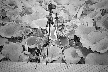DSC_8827_20160703_5334___HZP