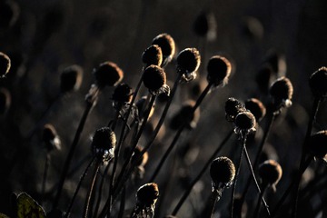 DSC_3695_20161101_15523 (5)过冬