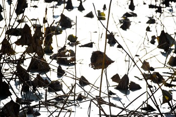 DSC_3768_20161101_15530 (3)秋荷
