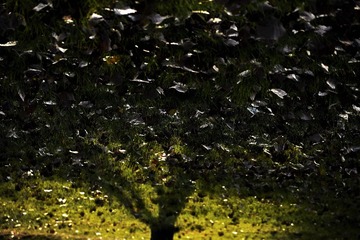 DSC_5180_20161115_16399 (4)